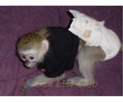 Inteligentes bebé Monos capuchinospara adopción