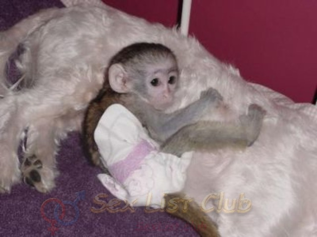 Súper Excelente monos capuchinos Disponible